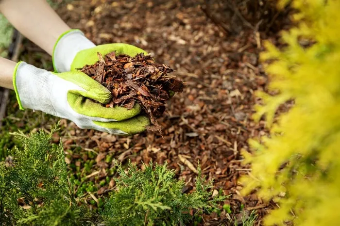 Excellent Mulching in Bellingham, WA