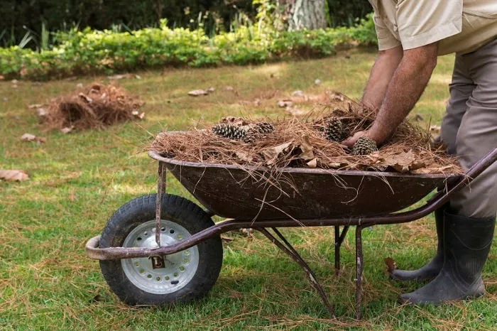 How To Clean A Backyard in Bellingham, WA