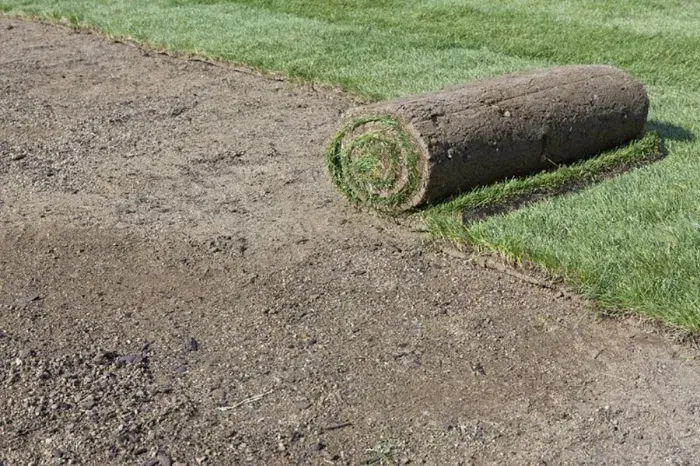 How long after installing sod can you walk on it Bellingham, WA