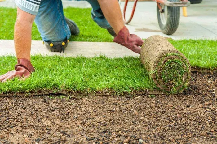 How long after installing sod can you walk on it in Bellingham, WA