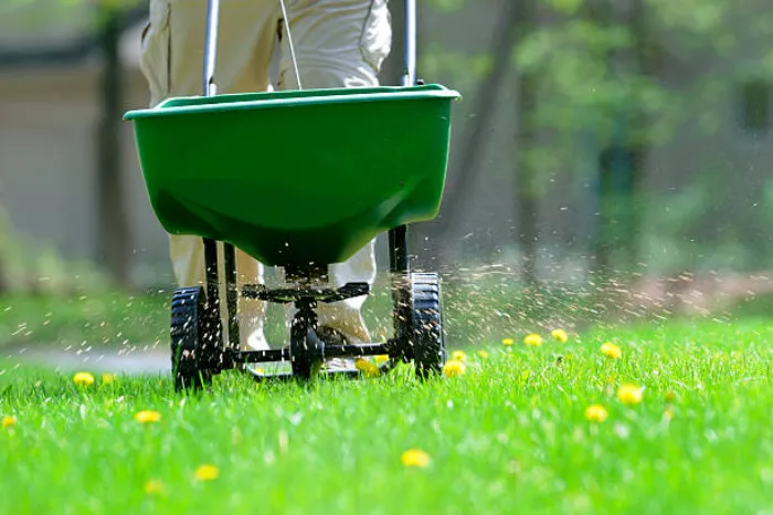 How often should you fertilize your lawn in Bellingham, WA