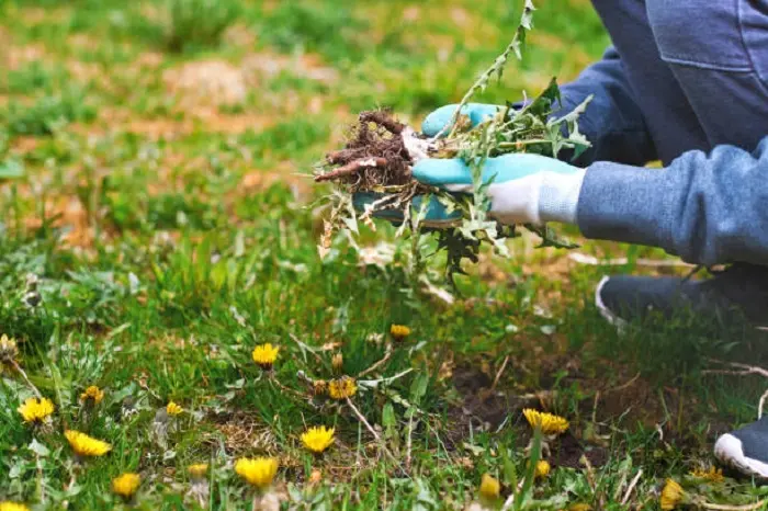 How to clear a yard full of weeds Bellingham, WA