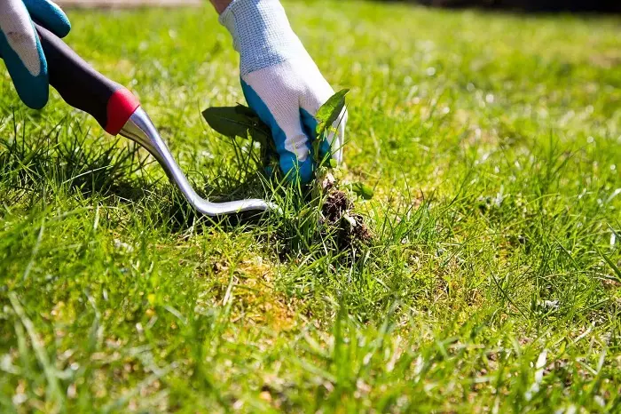 How to clear a yard full of weeds in Bellingham, WA