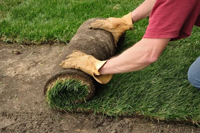 Proficient Sod Installation in Bellingham, WA