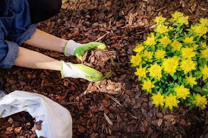 What does mulch do in Bellingham, WA